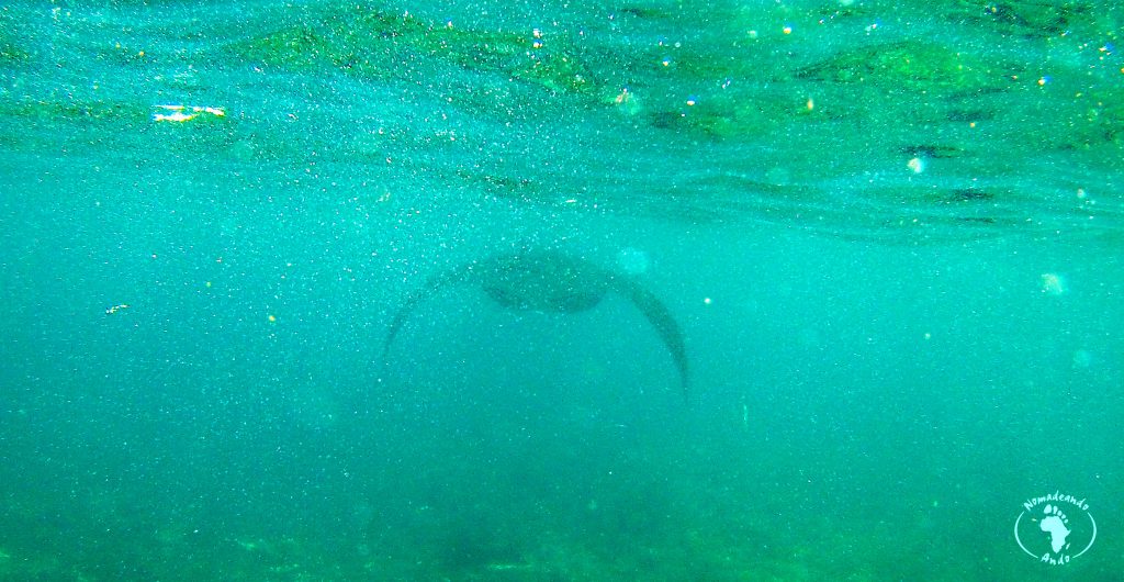 De Lombok a Flores en barco. Mantas gigantes